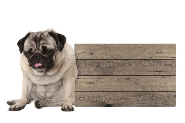 Sendo alimentado cachorro cachorro cachorro sentado ao lado do sinal de madeira em branco — Fotografia de Stock