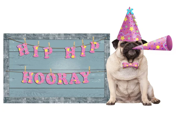 Pug puppy dog with pink party hat and horn and old  blue wooden sign with festive hip hip hooray banner — Stock Photo, Image