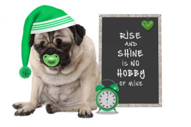 erken sabah kalkarken, huysuz pug köpek yavrusu ile kap, çalar saat ve işareti metin kalk ve ışık saç ile uyku olduğunu benim hobim