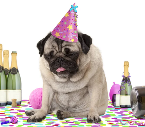 Wasted pug puppy dog wearing party hat, sitting down on confetti, fed up and drunk on champagne, tired of partying — Stock Photo, Image