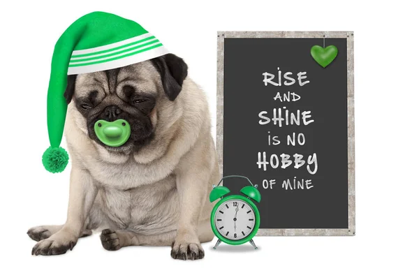 Getting up in early morning, grumpy pug puppy dog with sleeping cap, alarm clock and sign with text rise and shine is no hobby of mine — Stock Photo, Image