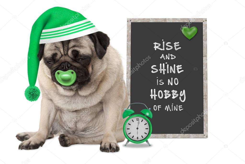 getting up in early morning, grumpy pug puppy dog with sleeping cap, alarm clock and sign with text rise and shine is no hobby of mine