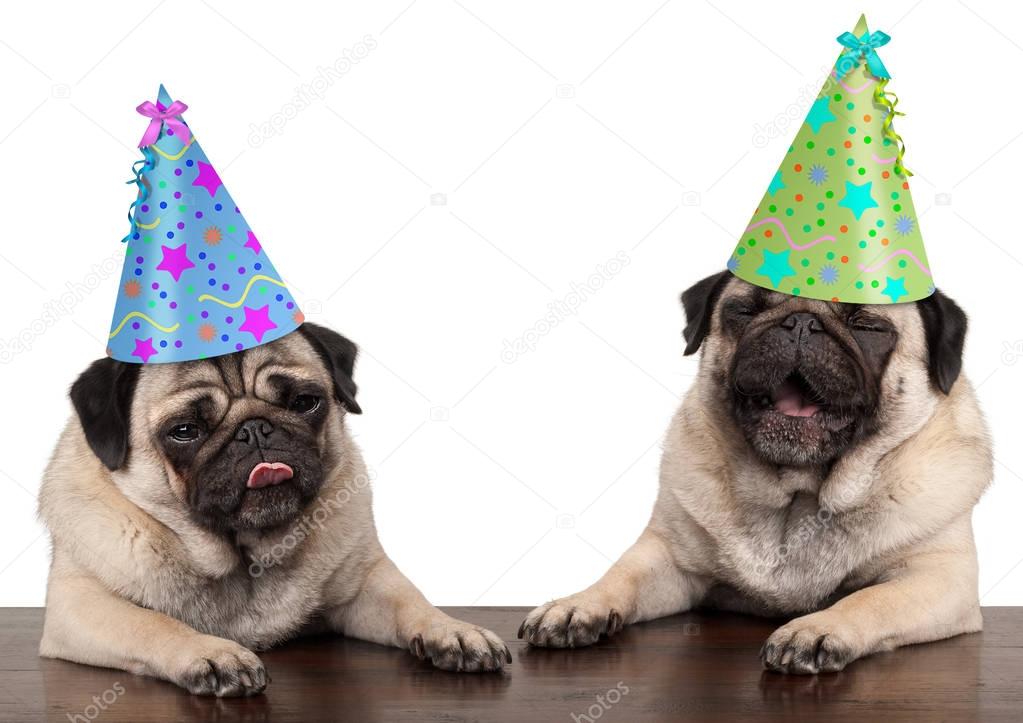 adorable cute pug dog puppies singing and wearing  birthday hat