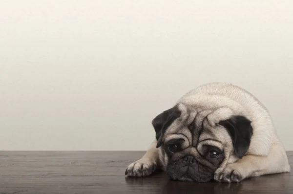 ahşap zemin üzerinde uzanmış küçük zavallı üzgün pug köpek