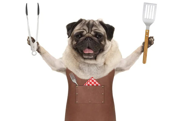 Smiling pug dog wearing leather barbecue apron, holding meat tong and spatula — Stock Photo, Image