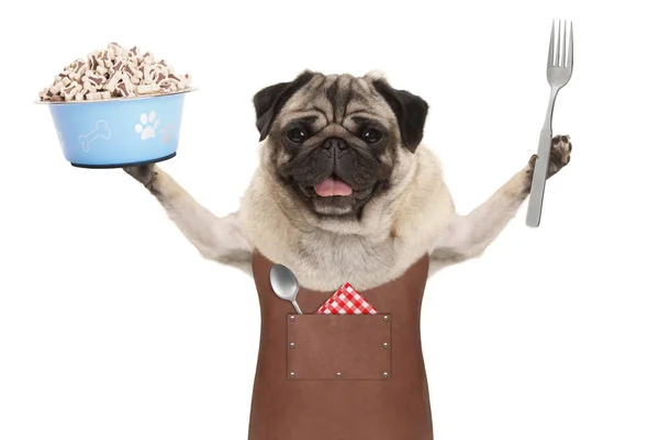 köpek maması ve çatal ile mavi gıda kase gidiyor deri Barbekü önlük giyen gülümseyen pug köpek