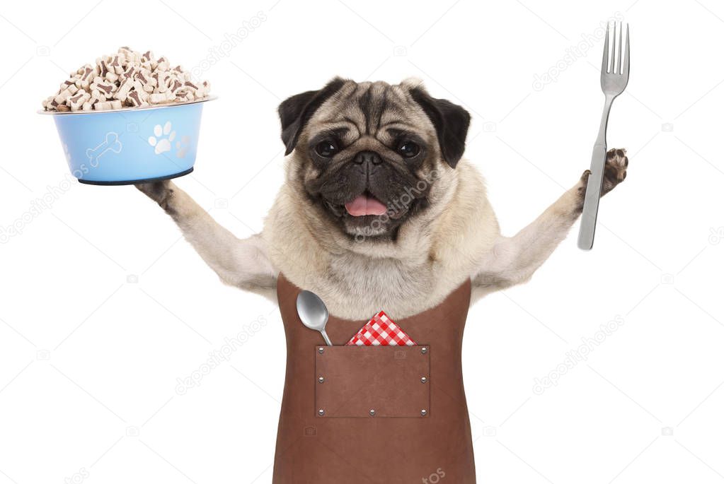 smiling pug dog wearing leather barbecue apron, holding up blue food bowl with kibble and fork