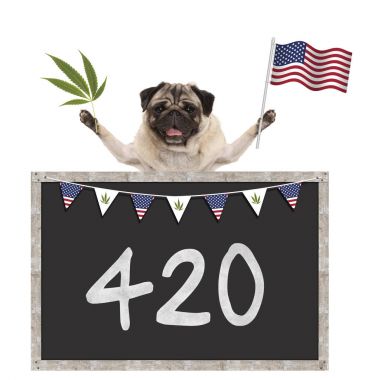 ABD, Amerikan ulusal bayrak ile 420 yazı tahtası üzerinde sallayarak mutlu gülümseyen pug köpek yavrusu