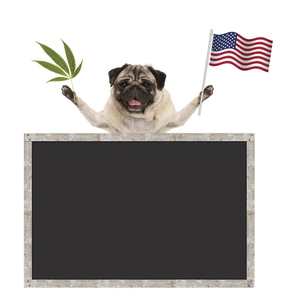 Happy smiling pug puppy dog waving American National flag of USA, with blank blackboard — Stock Photo, Image