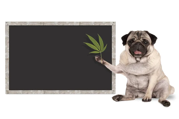 Sitting smiling pug puppy dog holding hemp leaf, with blank blackboard sign — Stock Photo, Image