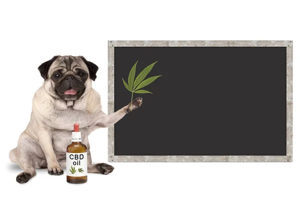 Smiling pug puppy dog with bottle of CBD oil and hemp leaf, with blank blackboard sign — Stock Photo, Image