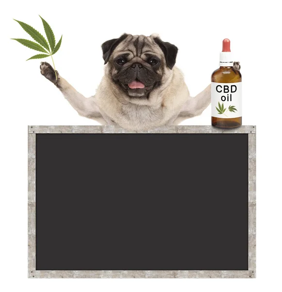 Smiling pug puppy dog, holding bottle of CBD oil and hemp leaf, with blank blackboard sign — Stock Photo, Image