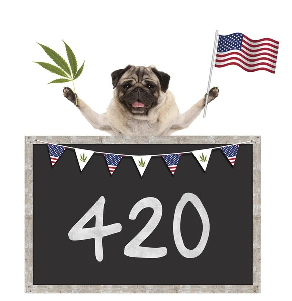 Gelukkig lachend pug puppy hondje wuivende Amerikaanse vlag van de Verenigde Staten, met 420 op blackboard — Stockfoto