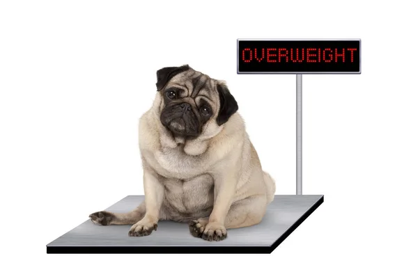 Тяжелый жирный щенок щенок щенок сидя на ветеринарной шкале с лишним весом светодиодный знак — стоковое фото