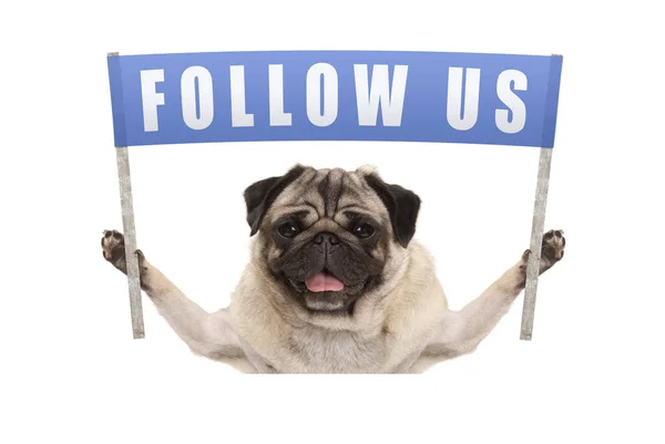 Mavi afiş metin ile gidiyor pug köpek yavrusu için sosyal medya bizi takip edin