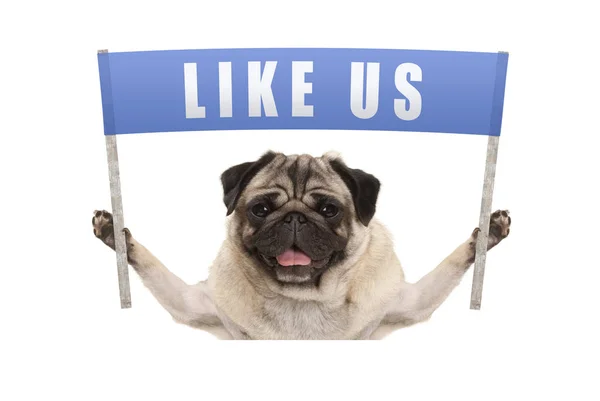 ソーシャル メディアの私たちのようなテキストと青い旗を保持しているパグ子犬犬 — ストック写真