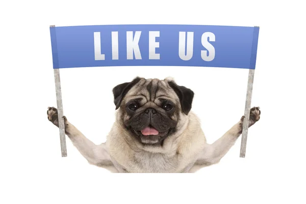 pug köpek mavi afiş için sosyal medya bizim gibi metin ile gidiyor