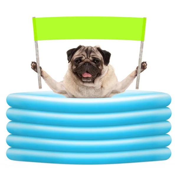 Perro fresco del pug del verano con el letrero verde de la bandera con en piscina inflable —  Fotos de Stock