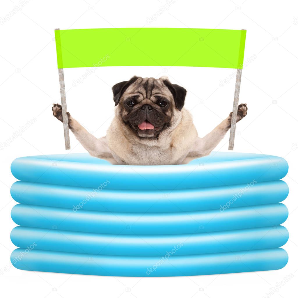 cool summer pug dog with green banner sign with in inflatable pool