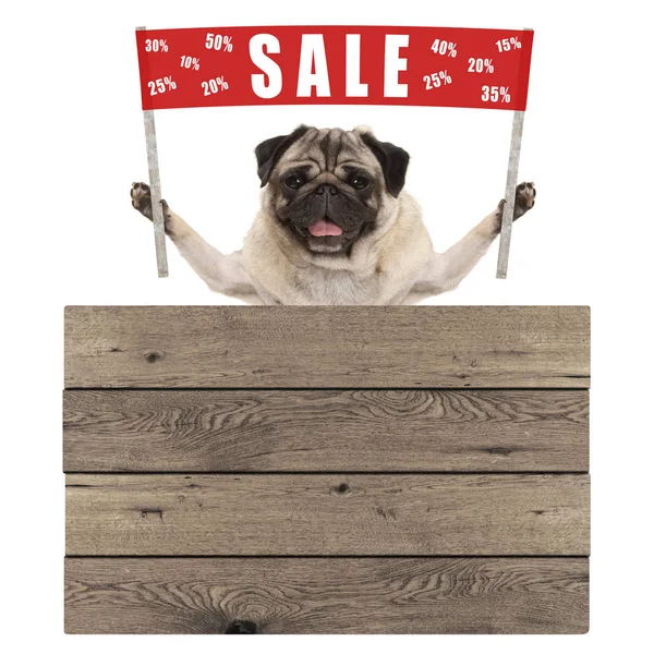 Happy cute pug puppy dog holding up red banner sign with text sale % off, with wooden board — Stock Photo, Image