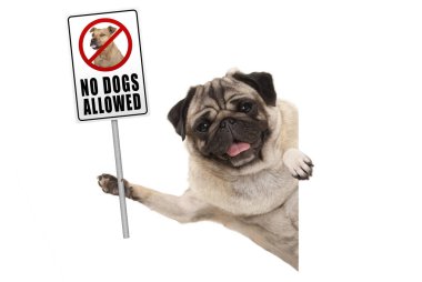 köpek köpek yasaklayıcı dayanabiliyor gülümseyen pug yavrusu işareti izin