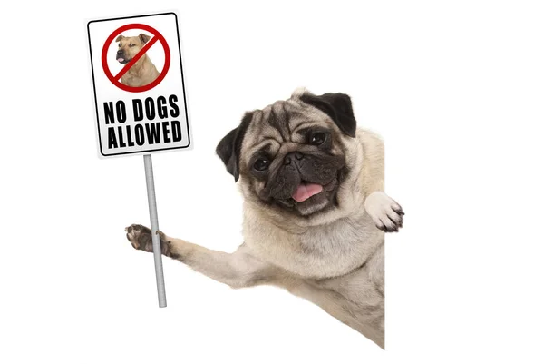 Sonriente cachorro cachorro perro sosteniendo prohibitivo no se permiten perros signo — Foto de Stock