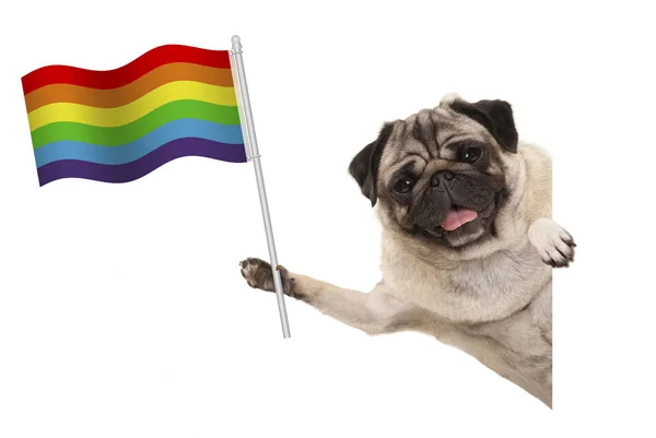 Perro cachorro pug sonriente sosteniendo la bandera del arco iris, detrás de la bandera blanca — Foto de Stock