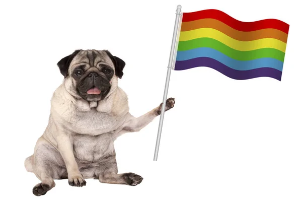Doce pug cachorro cão segurando colorido LGBT bandeira do banner do arco-íris — Fotografia de Stock