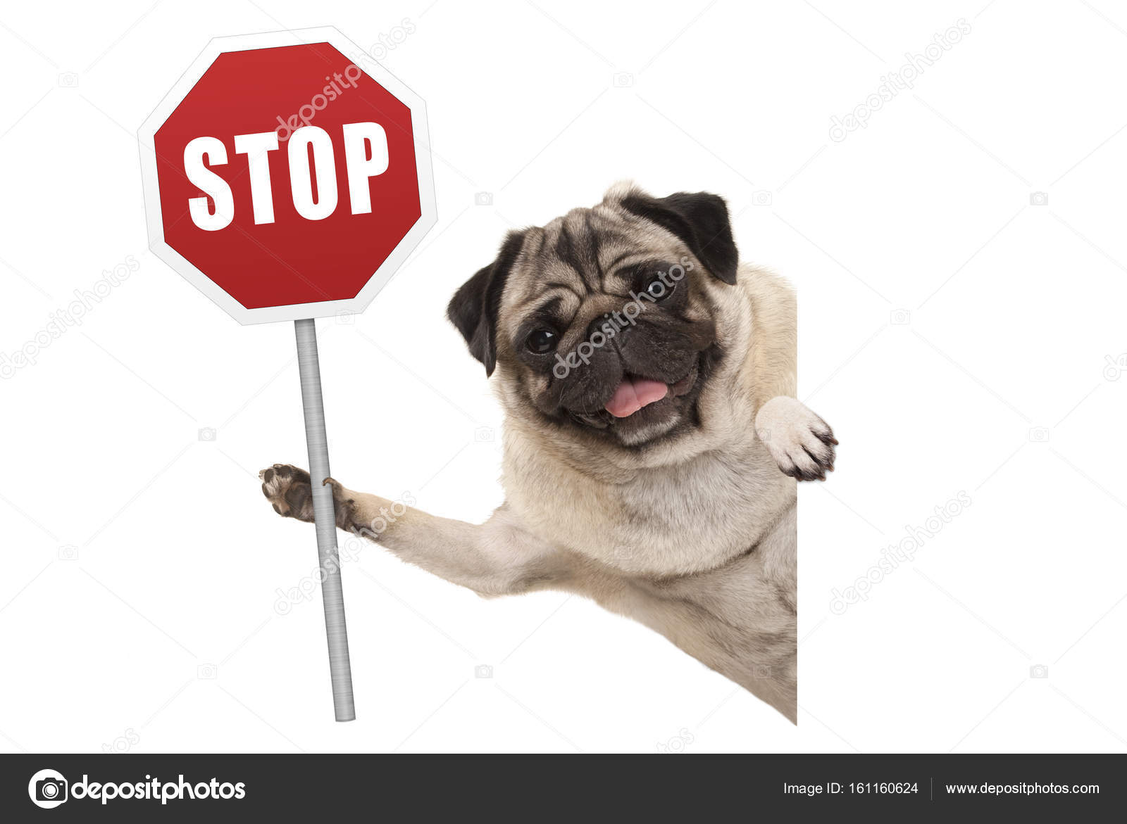 Lächelnder Mops Welpe Hund hält rotes Stoppschild hoch — Stockfoto