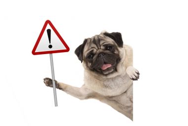 köpek kırmızı uyarı, dikkat trafik işareti tutarak gülümseyen pug yavrusu