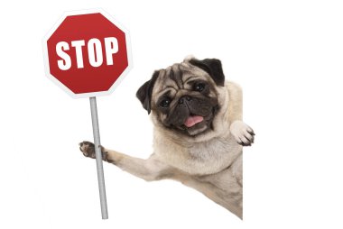 Kırmızı trafik dur işareti kadar tutan gülümseyen pug köpek yavrusu köpek