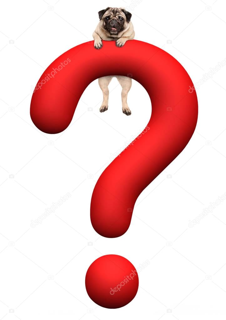 funny pug puppy dog hanging with paws on red 3d rendered question mark