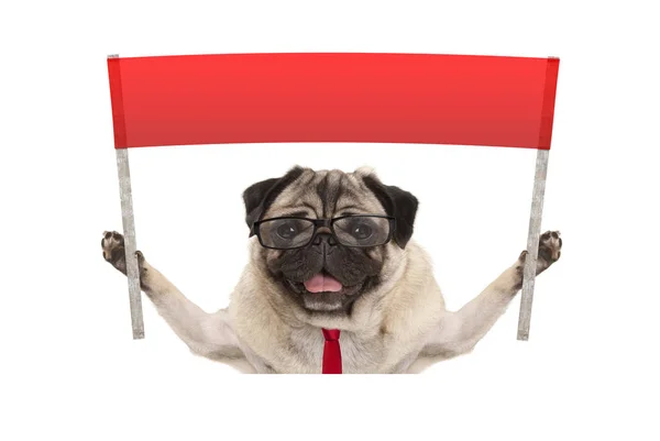 Business pug dog with tie and reading glasses, holding up red banner sign — Stock Photo, Image