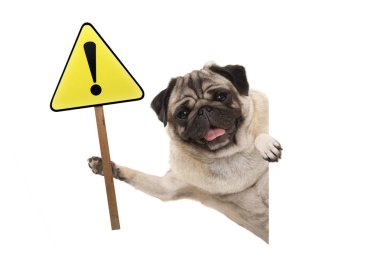 Sarı uyarı tutan pug köpek yavrusu köpek gülümsüyor, dikkat kayıt ünlem işareti ile