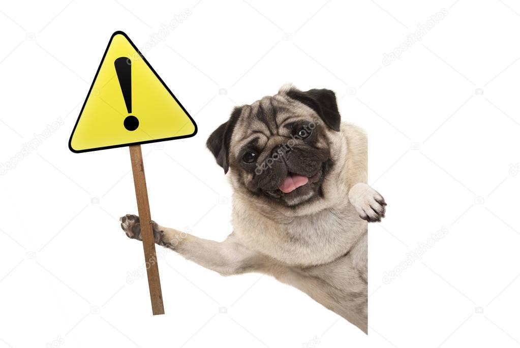 smiling pug puppy dog holding up yellow warning, attention sign with exclamation mark