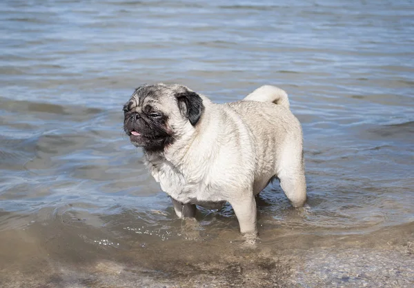 şirin ıslak pug köpek yavrusu köpek ayakta su Gölü pençeleri ile nefes nefese 
