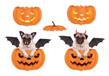 kabak, yarasa ve şeytan Cadılar Bayramı için giyinmiş şirin komik pug köpek