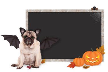Pug köpek yarasa kadar Cadılar Bayramı için boş yazı tahtası işareti ve kabak ile giyinmiş