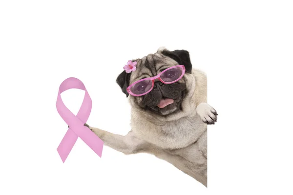 köpek kadar pembe kurdele simgesi tutan gülümseyen pug yavrusu