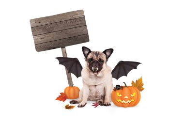 Pug köpek yarasa kadar Cadılar Bayramı için korkutucu kabak lantern ve boş ahşap işareti ile giyinmiş