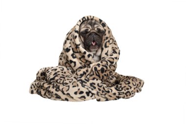 oturup, şirin pug köpek yavrusu bulanık battaniyeye yerleştirilmiştir öksürük