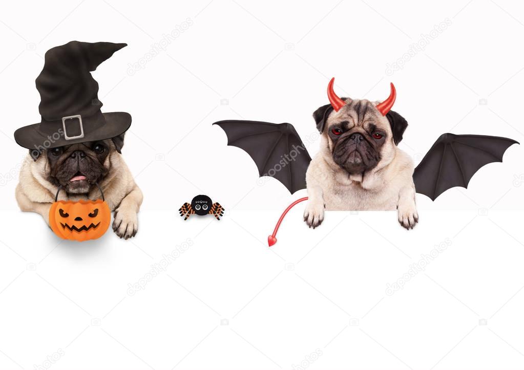 funny pug dog dressed up for halloween with spider and pumpkin basket