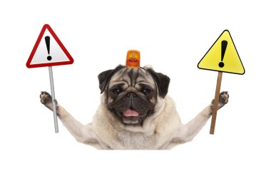 Kırmızı ve sarı ünlem işareti işareti, kafasına yanıp sönen ışık turuncu ile tutarak gülümseyen pug köpek