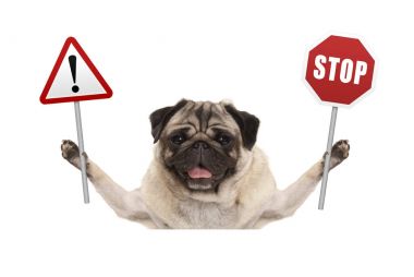 Kırmızı dur ve ünlem işareti işaret tutan gülümseyen pug köpek 