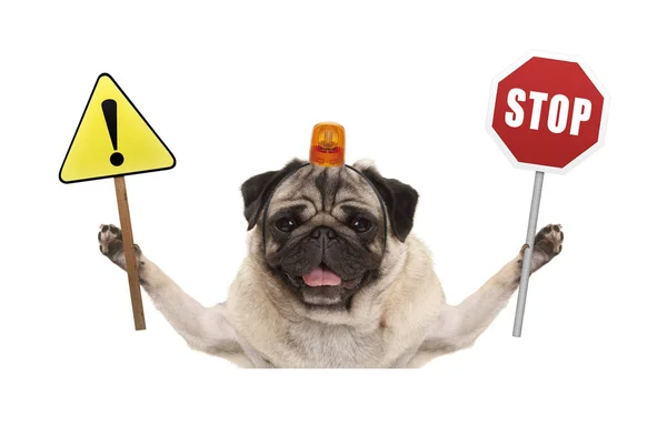 Perro pug sonriente sosteniendo señal de stop rojo y signo de signo de exclamación amarillo, con luz intermitente naranja en la cabeza — Foto de Stock