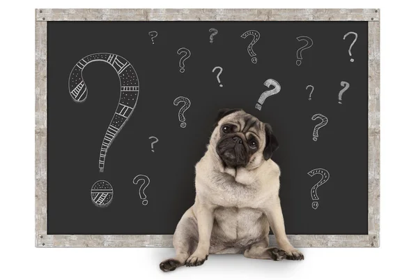 Tebeşir soru işaretleri ile yazı tahtası önünde oturan sevimli akıllı pug köpek yavrusu