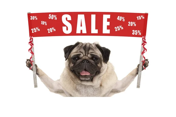 Kırmızı promosyon afiş tabela metin satış % ile kapalı tutarak mutlu sevimli pug köpek yavrusu