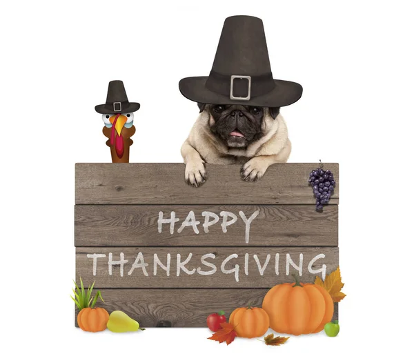 Funny turkey and pug dog wearing pilgrim hat for Thanksgiving day and wooden sign with text happy thanksgiving — Stock Photo, Image