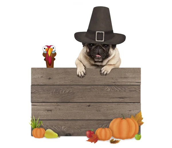 Funny pug dog wearing pilgrim hat for Thanksgiving day, with blank wooden sign and turkey — Stock Photo, Image