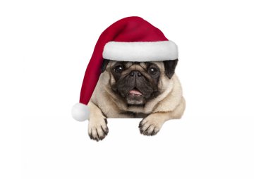 Boş beyaz afiş asılı kırmızı Noel Baba şapkası giyen sevimli Noel pug köpek yavrusu paws